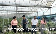 广州市花都区科协专题调研花都蓝莓产业